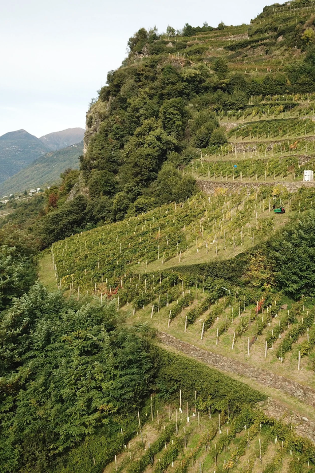 2022 Rainoldi 'San Gregorio' Rosso di Valtellina