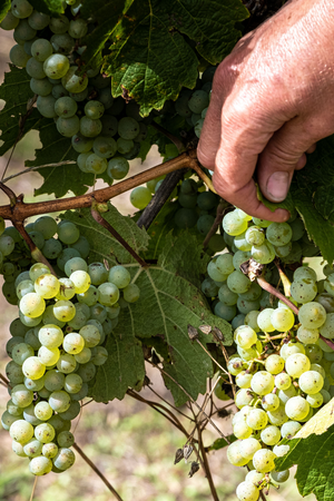 2024 Crawford River 'Strata' Riesling