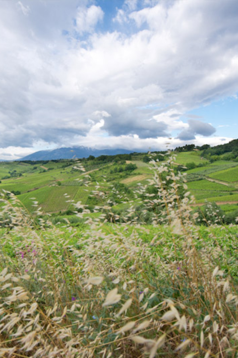 2023 Feudi Bizantini 'Terre Dei Rumi' Montepulciano D'Abruzzo