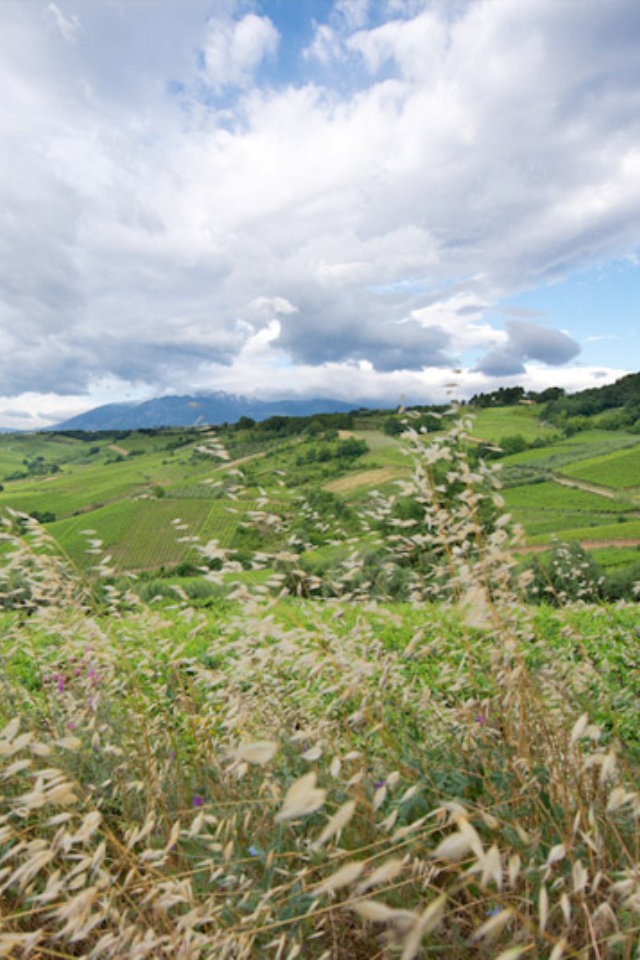 2022 Feudi Bizantini 'Terre Dei Rumi' Montepulciano D'Abruzzo