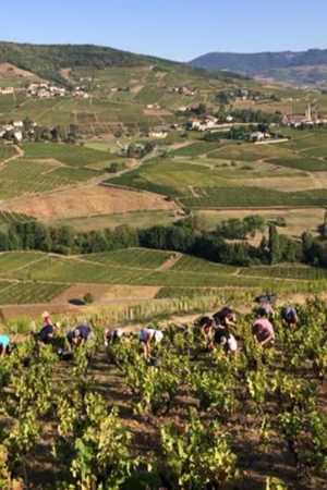 2023 Domaine Marcel Joubert 'Beaujolais Villages' Gamay