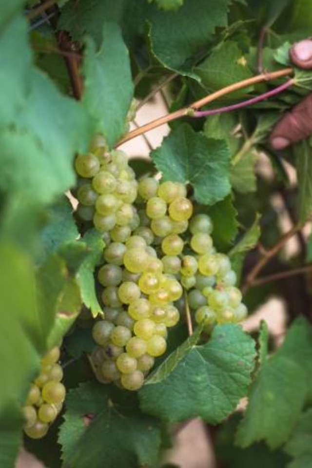 2023 Domaine des Malandes Chablis