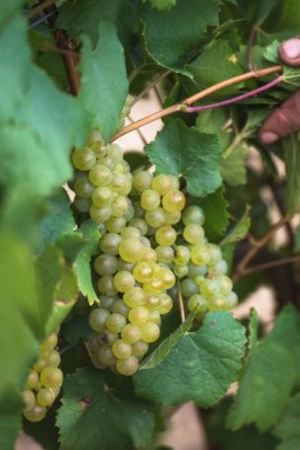 2023 Domaine des Malandes Chablis