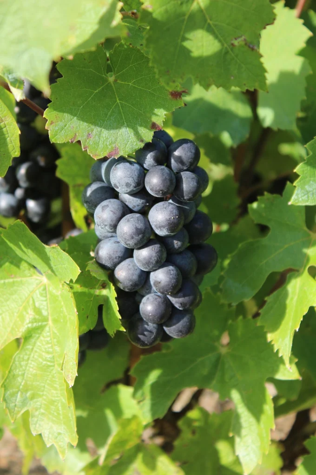 2023 Domaine du Clos du Fief 'Juliénas' Tradition Beaujolais