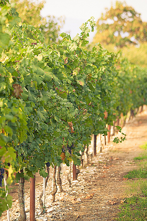 2019 L'Arco Amarone Classico della Valpolicella