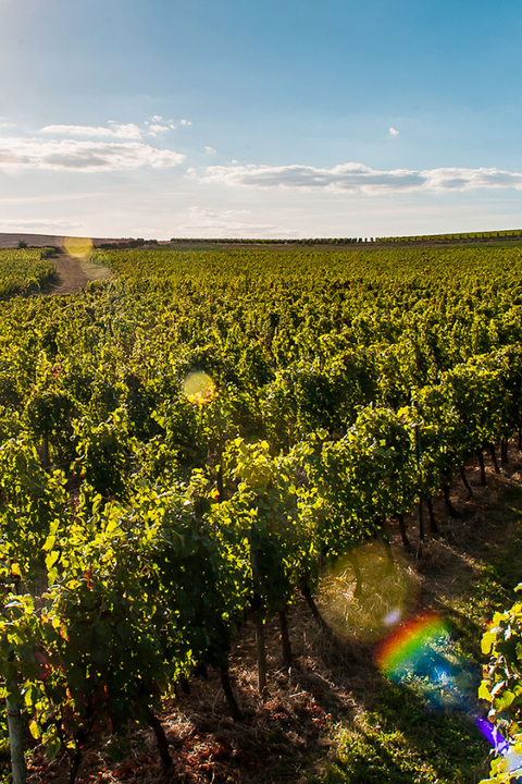 2024 Les Vignerons Saint Pourcain 'La Ficelle' Pinot Noir / Gamay
