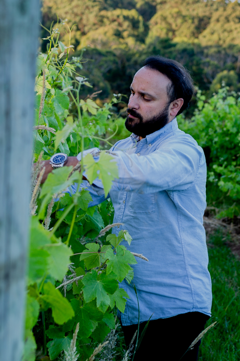 2025 Avani 'Amrit' Pinot Gris (Skin contact)