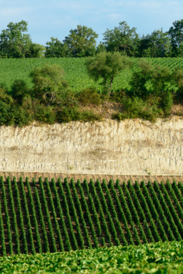 NV Pierre Gerbais 'Champs Viole' Lieu Dit Blanc de Blanc Extra Brut Champagne