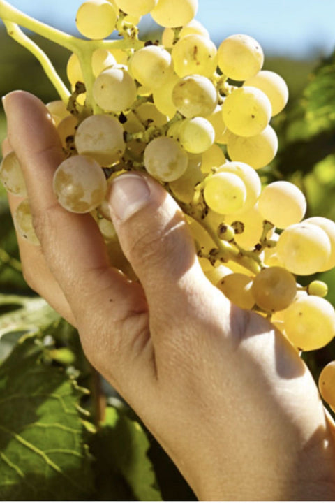 2020 Balestri Valda ‘Sengialta’ Soave Classico