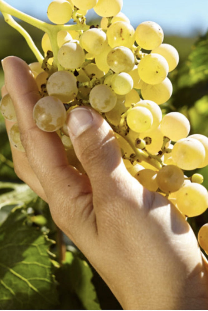 2023 Balestri Valda Soave Classico