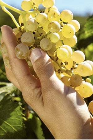 2023 Balestri Valda Soave Classico