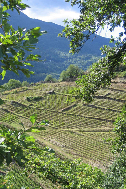 2022 Domaine des Ardoisieres Amethyste Rouge