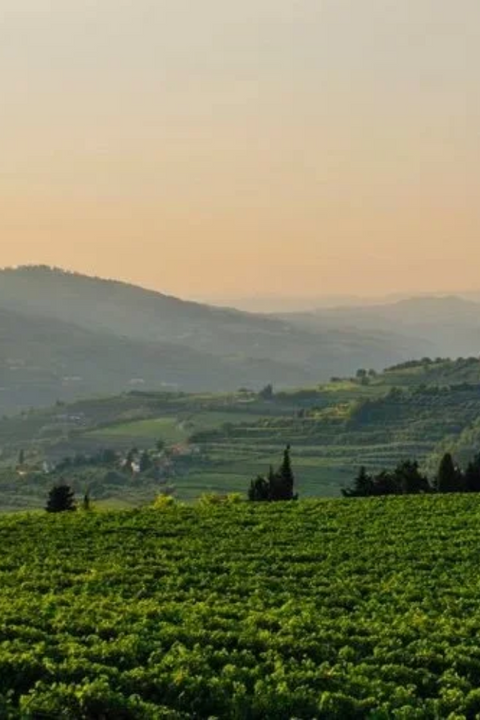 2023 Il Barroccio Nero d'Avola