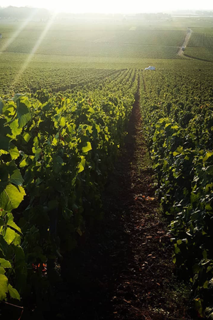 2023 Claire Naudin Hautes-Côtes de Beaune 'Bellis Perennis' Blanc