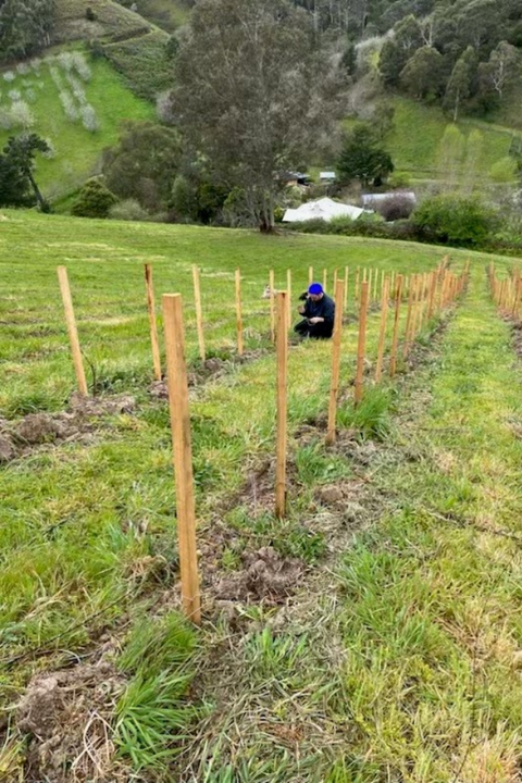 2025 Lucy M Pinot Blanc