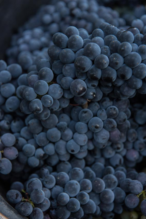 2022 Boris Champy 'Bignon 421' Bourgogne Hautes-Côtes de Beaune (Pinot Noir)