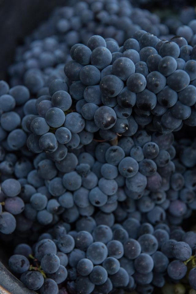 2022 Boris Champy 'Bignon 421' Bourgogne Hautes-Côtes de Beaune