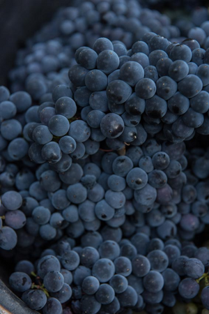 2022 Boris Champy 'Bignon 421' Bourgogne Hautes-Côtes de Beaune