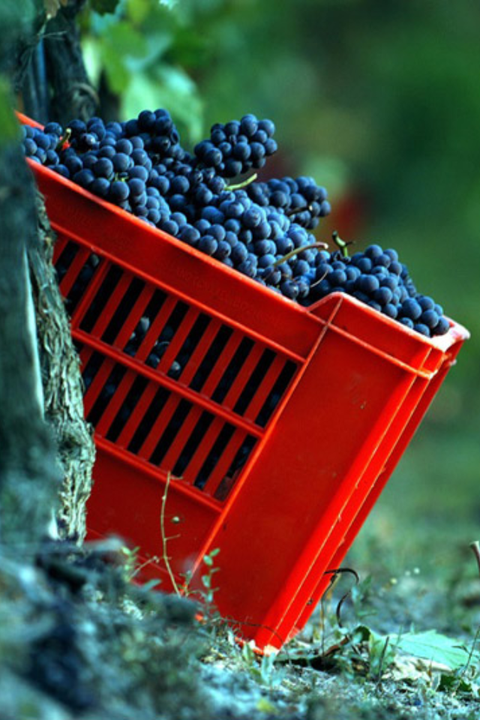 2023 Feudi Bizantini 'Terre Dei Rumi' Montepulciano D'Abruzzo
