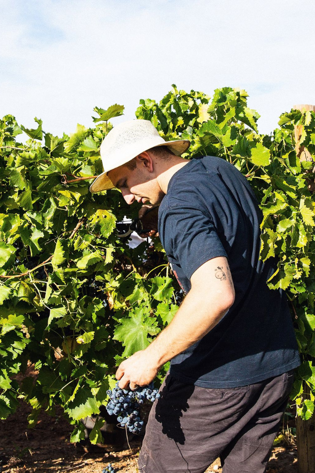2025 Delinquente 'Screaming Betty' Vermentino