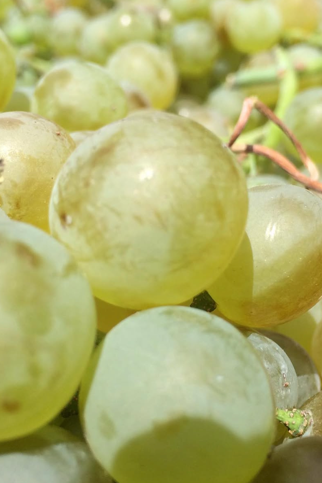 2025 Blood Moon Wines 'Seeker' Chardonnay