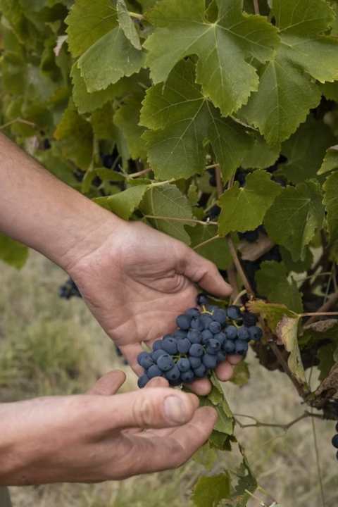 2023 Jauma 'Disco Special' Shiraz Grenache