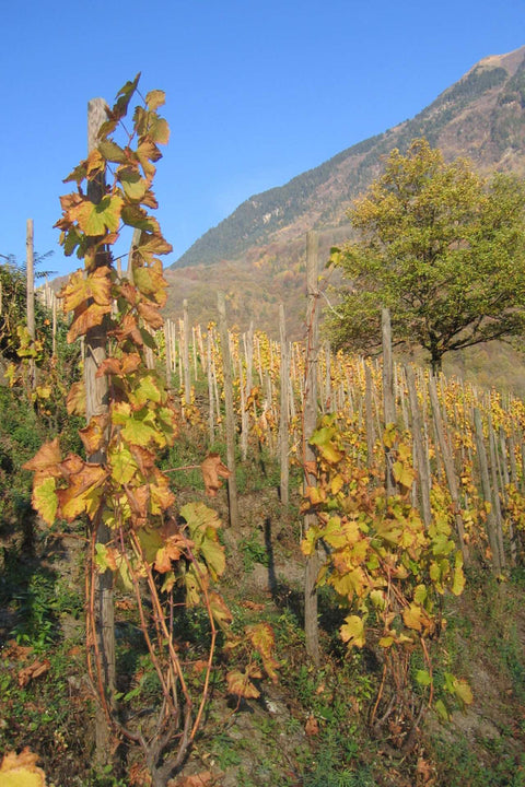 2023 Domaine des Ardoisieres Schiste Blanc