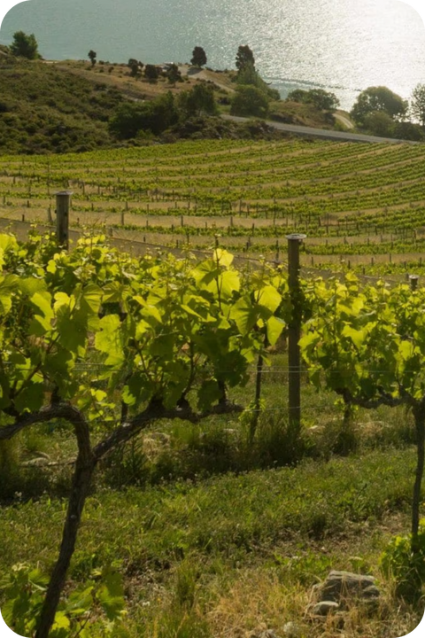 2024 Prophet's Rock Central Otago Pinot Gris