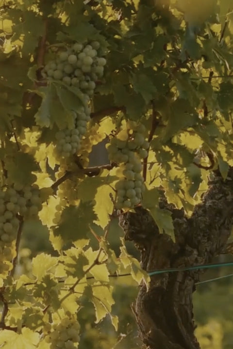 2025 Punt Road Chardonnay