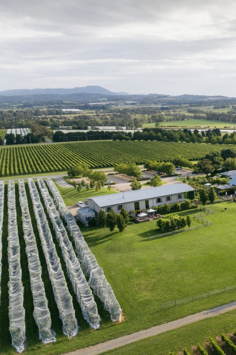 2025 Punt Road Chardonnay