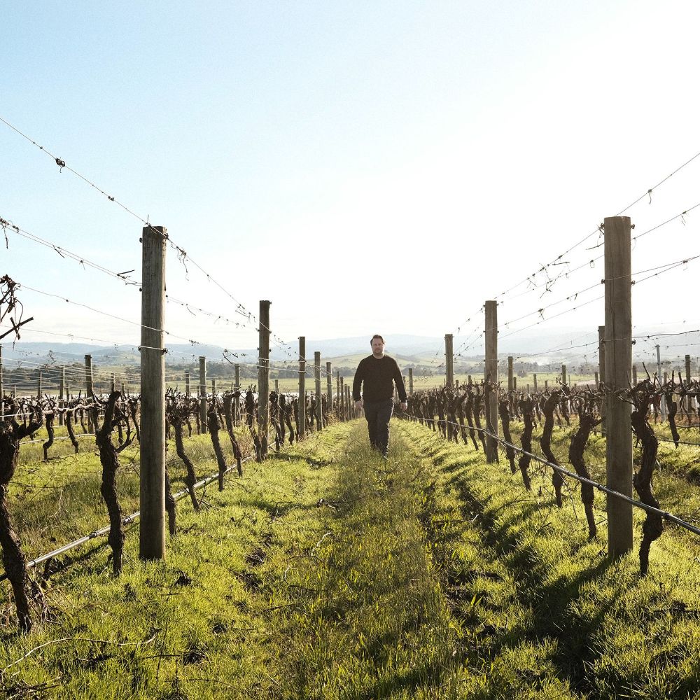 2024 Punt Road Chardonnay