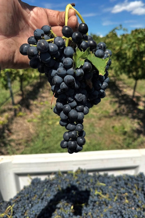 2024 Ravensworth Regional Sangiovese
