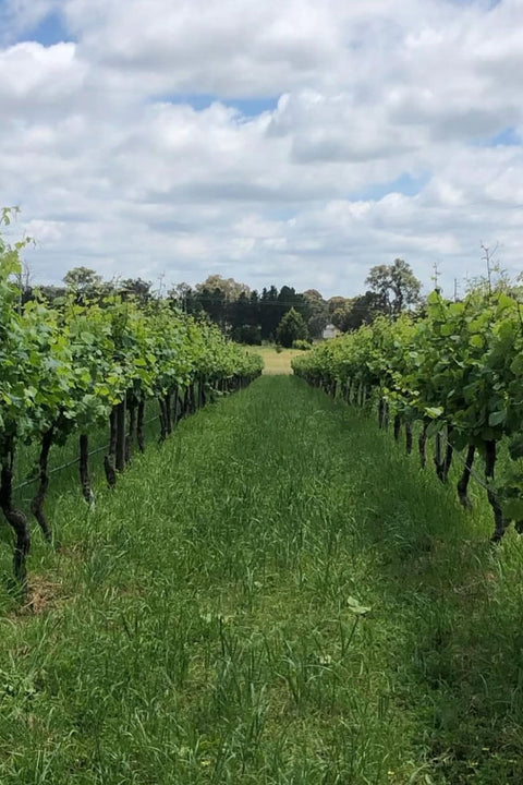 2025 Ravensworth 'Regional' Riesling