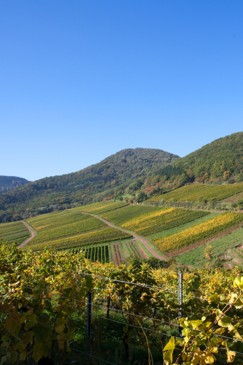 2022 Rebholz Im Sonnenschein GG Riesling