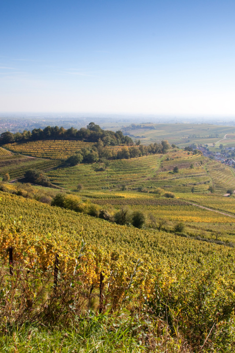 2022 Rebholz Im Sonnenschein GG Riesling