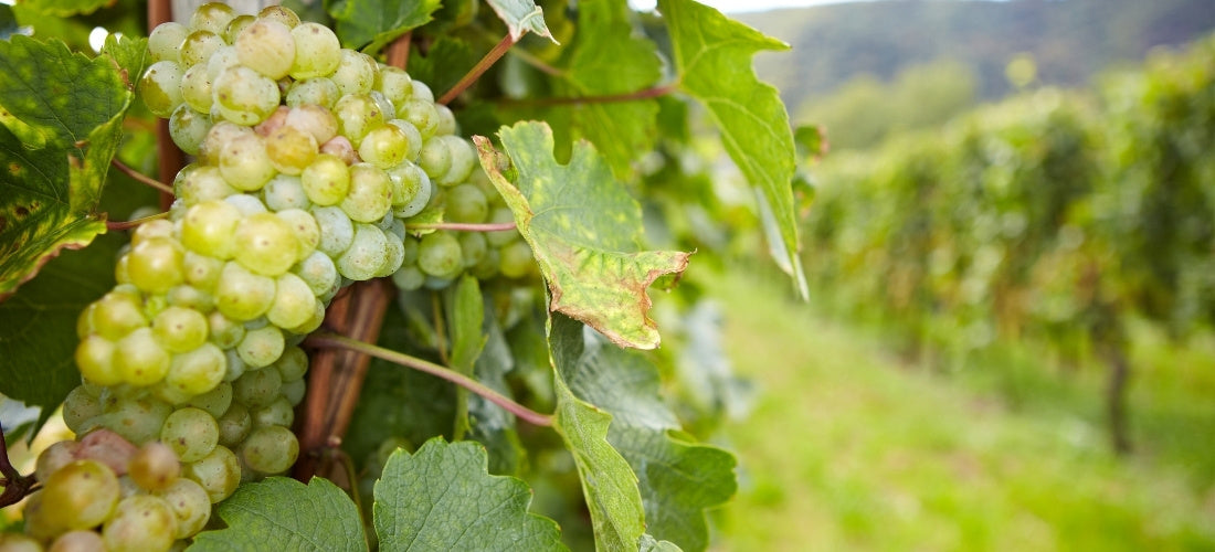 Riesling Wines