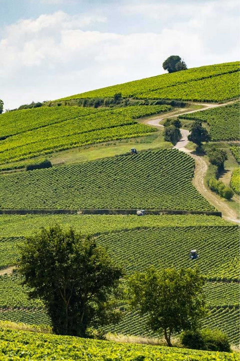 2020 Jean-Max Roger 'Vieilles Vignes' Sancerre (Sauvignon Blanc)