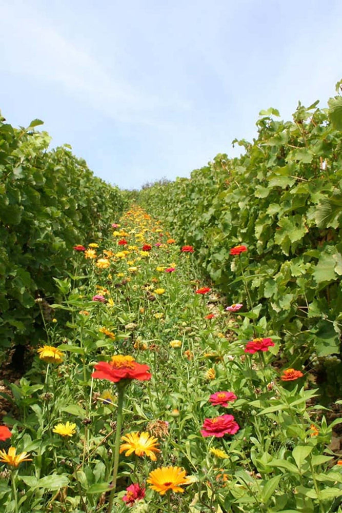 2020 Jean-Max Roger 'Vieilles Vignes' Sancerre