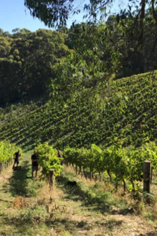2024 Gentle Folk 'Scary Gully' Chardonnay