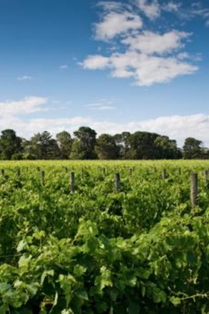 2021 Shadowfax 'Midhill' Chardonnay