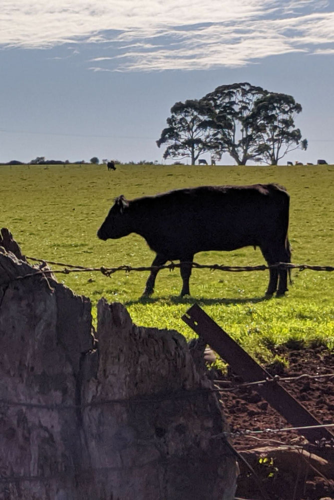 2024 Shobbrook Chardonnay