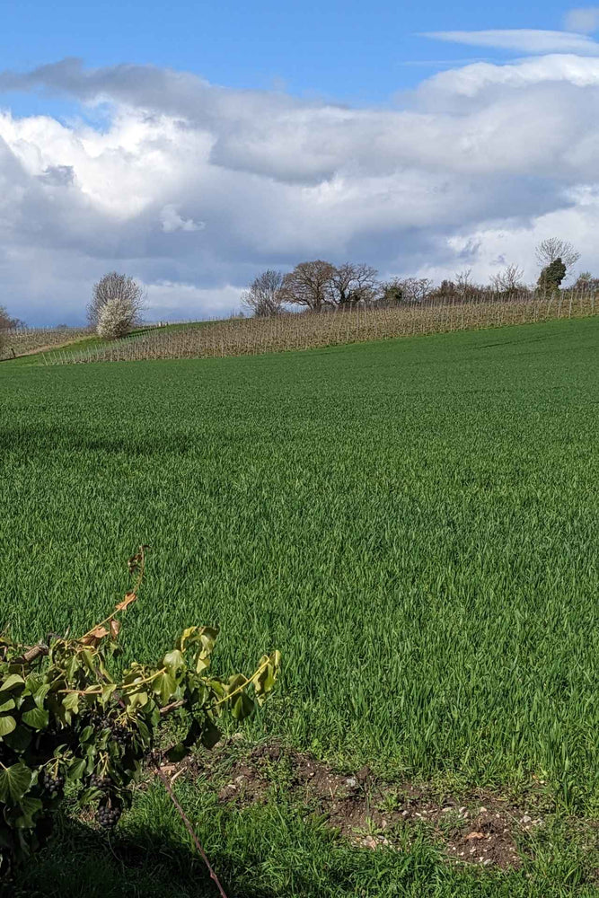 2024 Shobbrook Chardonnay