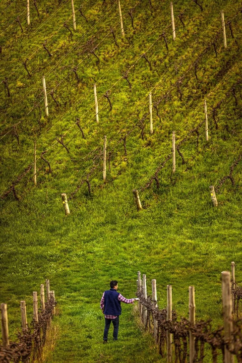 2025 Basket Range Wine 'Hills' Chardonnay