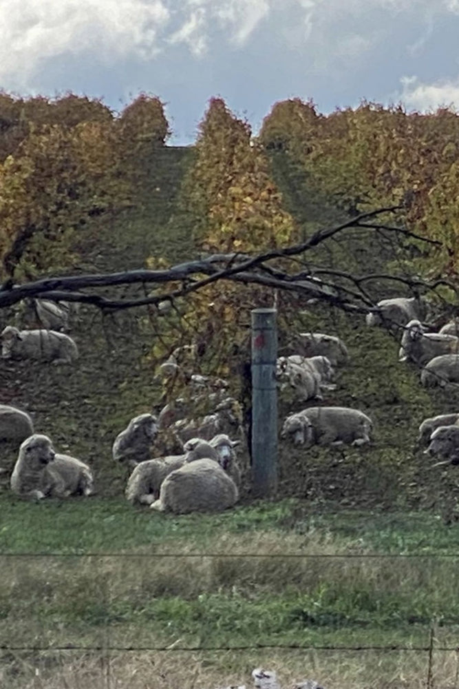 2023 Swinney 'Farvie' Grenache