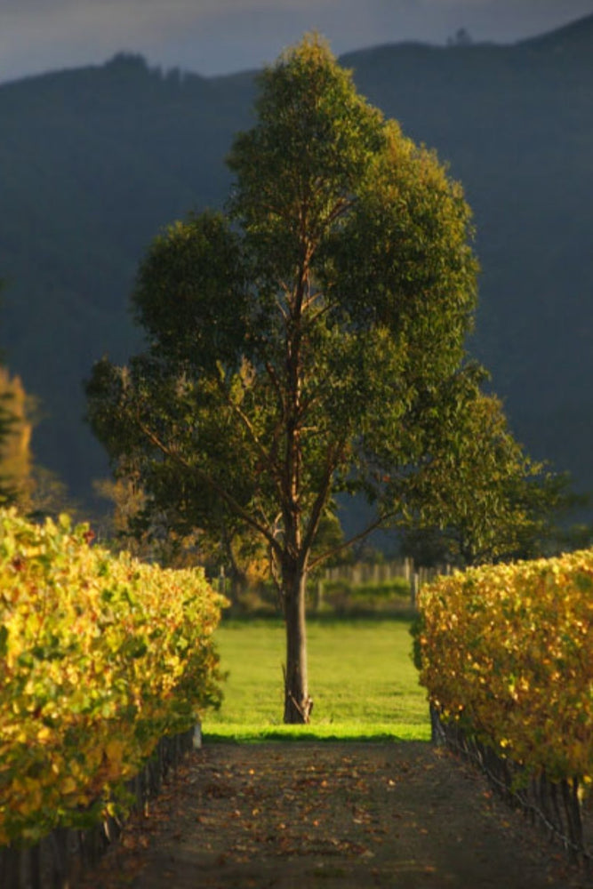 2024 TWR Sauvignon Blanc