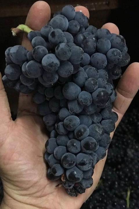 2022 The Wine Farm Pinot Noir