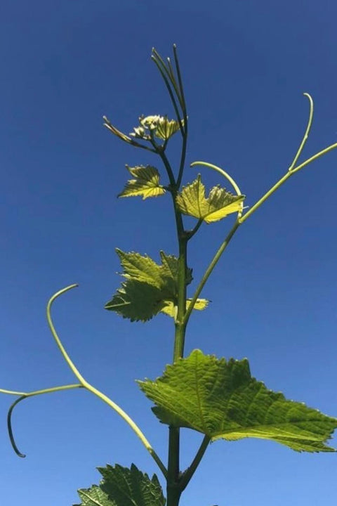 2022 The Wine Farm Chardonnay