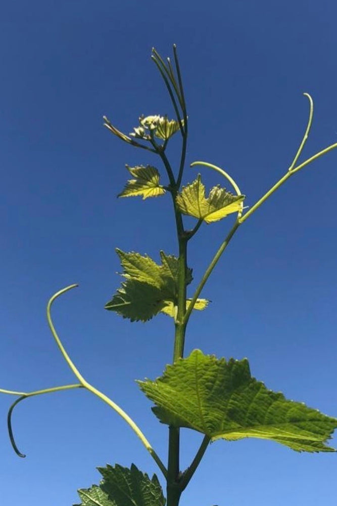 2017 The Wine Farm Riesling