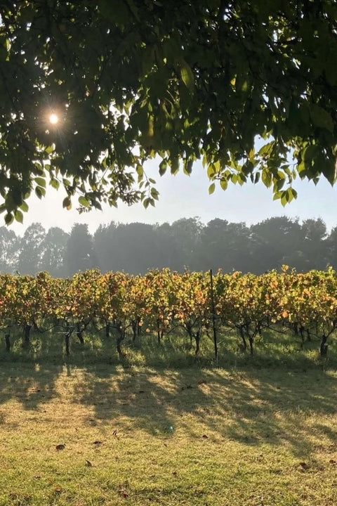 2022 The Wine Farm Pinot Noir