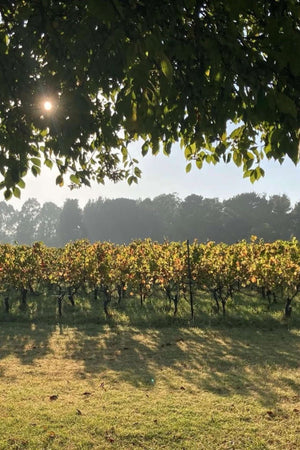 2017 The Wine Farm Riesling